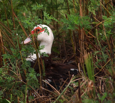 [A close view of the duck with a black body and a white head and neck. She has a red patch surrounding her eye which is framed by the branches of vegetation in between her and the camera. She sits amid the stalks of vegetation which are very green and taller than her.]